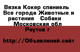 Вязка Кокер спаниель - Все города Животные и растения » Собаки   . Московская обл.,Реутов г.